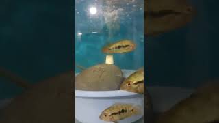 Subscribe for more videos fish [upl. by Sommer143]