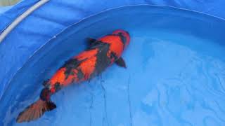 No95 Shinoda Koi Farm HiUtsuri 77 cm 4 Year Female [upl. by Yrroc906]