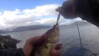 Afternoon rock fishing in Loch Linnhe August 2015 [upl. by Aenet157]