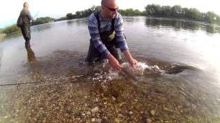 Fishing Asp Aspius aspius on top water lures [upl. by Aitrop]