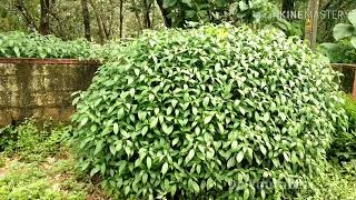 Strobilanthes cultivated as a bush [upl. by Josepha]