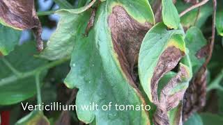 Identification of Bacterial Wilt of Tomato [upl. by Jobyna]