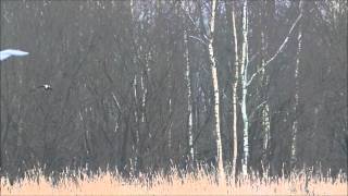 Starlings Leaving Roost and Marsh Harrier at Woolston Eyes [upl. by Leuams]