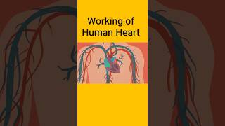 Human Heart ❤ humanheart heart cardio attack [upl. by Nivled]