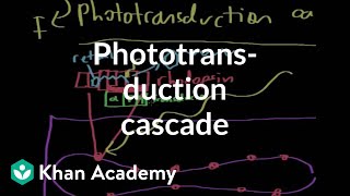 The phototransduction cascade  Processing the Environment  MCAT  Khan Academy [upl. by Adur]