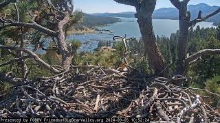 Big Bear Bald Eagles 09052024 1341 [upl. by Icam]