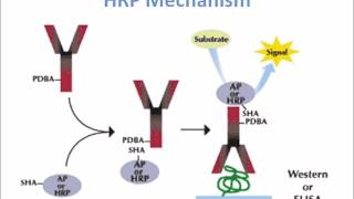 Horse Radish Peroxidase HRP Mechanism of Action [upl. by Iarised]