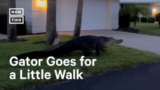 10FootLong Alligator Takes a Stroll in Florida Neighborhood 🐊 [upl. by Niledam]