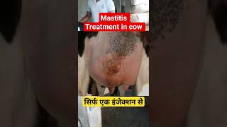 💥Mastitis in Cattle💯 shorts mastitis ytshorts youtubeshorts trending jammu veterinary india [upl. by Ellerud]