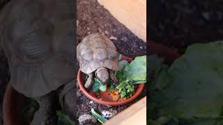 Tortoise Eating Timelapse [upl. by Erodoeht]