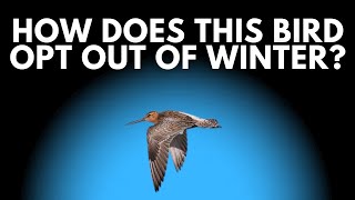 Ep 260 ► How Does the BarTailed Godwit Make the Longest Migration Every Year [upl. by Pascasia269]