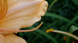 Hybridizing pollinating Daylilies in Your Garden [upl. by Adnavoj964]