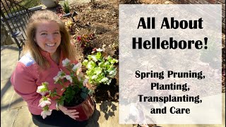 All about Hellebore Lenten Rose Spring Pruning Planting Transplanting and Care [upl. by Edahc]