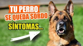 🦻Síntomas De SORDERA En Perros 🐶Preguntas y Respuestas [upl. by Dnumde714]