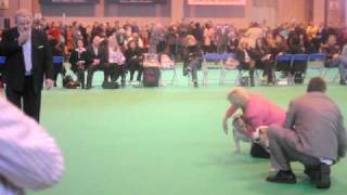 Crufts 2010 Bulldog Best of Breed [upl. by Adalbert41]