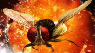 Eega  Laava Laava Video Song [upl. by Gamages]