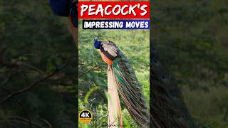 ✨ Peacocks Elegant Moves Before Mating amp Mesmerizing Dance 💃🦚 PeacockMornings  birds peacock [upl. by Allerbag969]