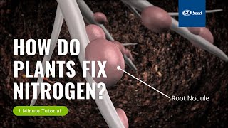 In 1 Minute How Do Plants Fix Nitrogen [upl. by Windham]