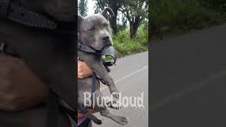 bluecloud americanbully puppy shorts [upl. by Ogdan]