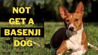 Why you Should Not Get a Basenji Dog 5 Reasons [upl. by Ehrsam]