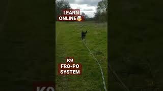 ⚠️ BEAUCERON EXTREME K9 TRAINING ⚠️ [upl. by Sebbie]