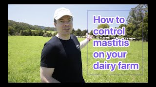 How to effectively control mastitis in your dairy cows on your dairy farm [upl. by Billat]