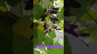 Mucuna Pruriens part 2 velvetbeans velvet veteran farmer homestead homesteading miami [upl. by Azitram346]