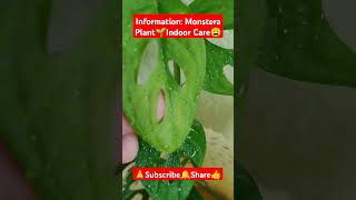 Monstera Plant Care Indoor shorts viralvideo plants gardening monsteraplant plantcare [upl. by Elvah]