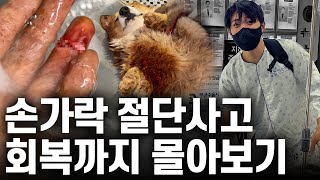 강아지 싸움 말리다 손가락 절단 후 회복까지 있었던 일 루시코기 수술amp입원 편 몰아보기 [upl. by Estrella]