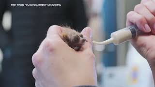 Rare Pygmy Slow Loris Born at Memphis Zoo [upl. by Atekahs]