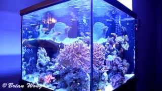 93G Reef Ready Cube Aquarium Salt Water Tank HD [upl. by Marlena481]