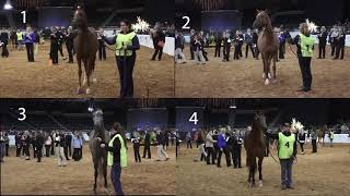 Class 4 PB Halter Geldings [upl. by Virnelli]