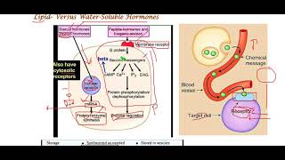 1bLipid Versus WaterSoluble Hormones [upl. by Nivlad]