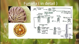 Funaria in detail  in Hindi and English   All important points in one video  Study WithMe [upl. by Jenny895]