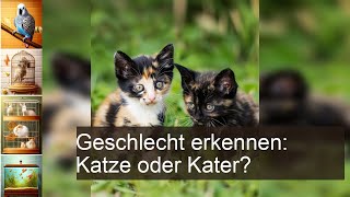 Katze oder Kater Geschlecht erkennen [upl. by Falconer225]