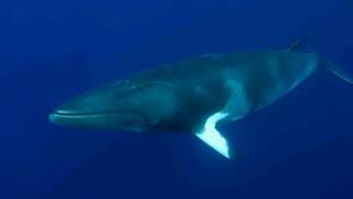 Dwarf minke whale Sound whistle [upl. by Berey]