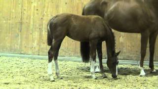 CalifaxCellestial colt  2012 for sale [upl. by Maryn231]