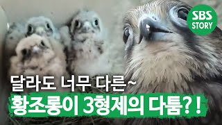 달라도 너무 다른 ‘황조롱이 3형제’의 성격 I TV동물농장 Animal Farm  SBS Story [upl. by Edouard83]