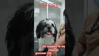 grooming life🥰youtubeshorts shortvideo pets groomerslife veterinarylife likeandsubscribe❤️❤️❤️ [upl. by Drol3]