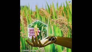 New Broadspectrum insecticide by PI Industries  Crop protection  Ricecrop comingsoon [upl. by Yeldah]