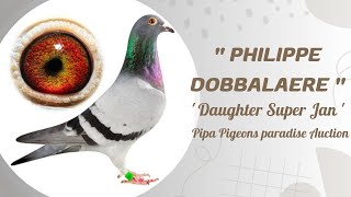 Fantastic Racing Pigeon  Daughter Super Jan  From quot Philippe Dobbelaere quot For Sale In Pipa Auction [upl. by Julio951]