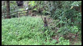 沖縄のいきもの オオジョロウグモ【日本最大級のクモ】Nephila pilipes [upl. by Eniala]