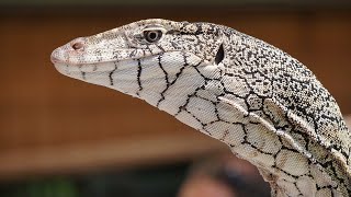 Perentie  Very bad camouflage wildlife [upl. by Dygal]