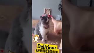 Los animales más graciosos 😂😺🐶🙀 funny gatoschistosos catfunny animaleschistosos catvideos [upl. by Falo]