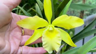 Blc Everything Nice quot Showtimequot Bc Golden Glory quot New Horizonquot Prosthechea Cochleata [upl. by Elodie]