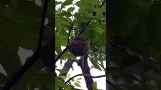 Warbling Vireo with nest bird and song birdwatching wildlife nature mageemarsh birds [upl. by Leipzig]