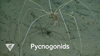 Weird and Wonderful Giant sea spiders eat by sucking fluids out of their prey [upl. by Adnawyek]