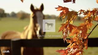 Look at Lexington KY Spectacular Fall Foliage [upl. by Morocco]