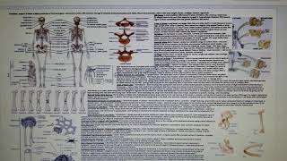 Anatomy and Physiology Cheat Sheet  Science Olympiad Division C [upl. by Weinstein]