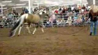 Summer Breeze Guinness Book of World Records Horse [upl. by Faria]